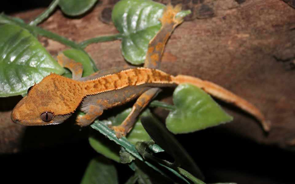 Crested Gecko Natural Habitat Crested Gecko Care,Vole Vs Mole Tunnels